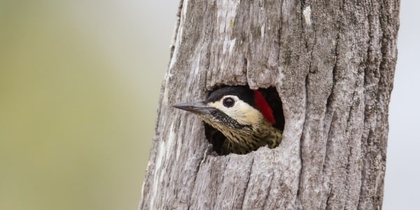 wildlife-snags.jpgWoodpecker peeking out from a nesting cavity in a tree snag