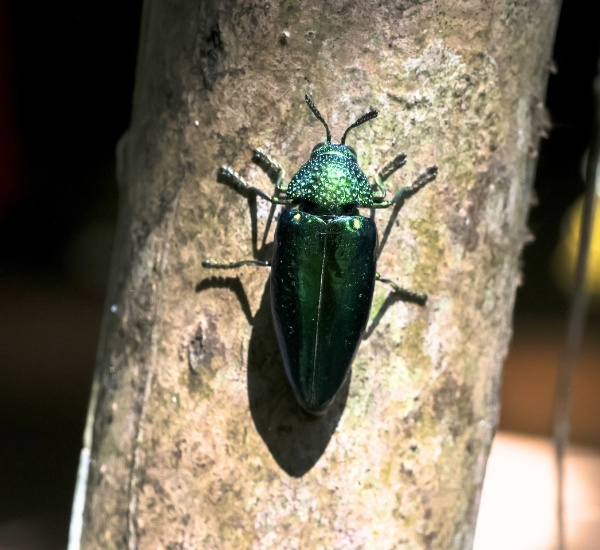 Close-up of an emerald ash borer adult beetle on a tree trunk