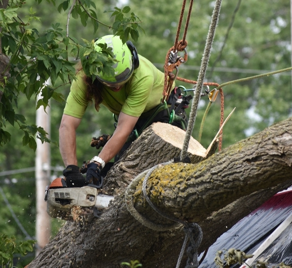Teachers Tree Service arborist cutting through a large fallen tree with a chainsaw during emergency removal