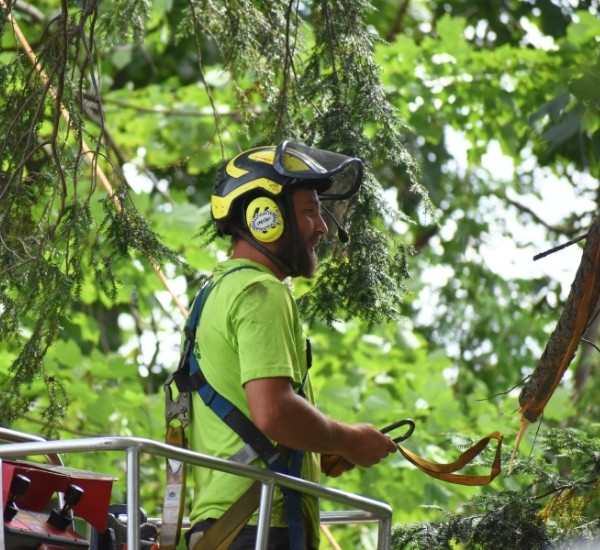 Teachers Tree Service arborist pruning branches from an aerial lift while wearing full PPE