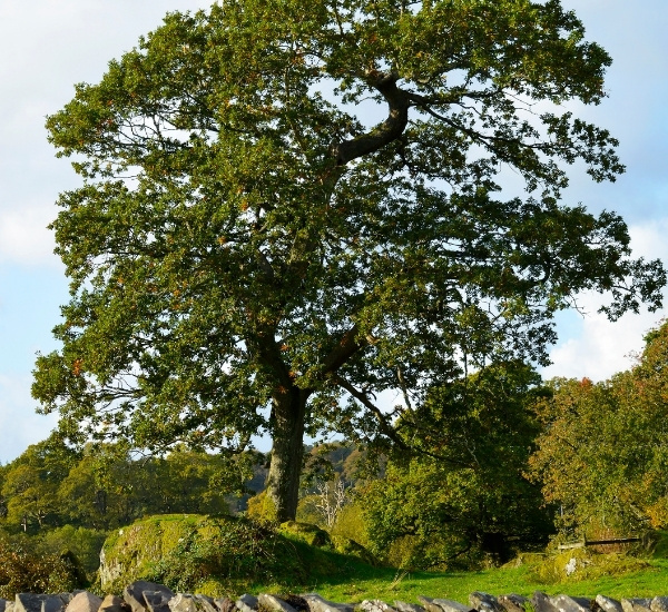 Mature ash tree growing beside a stone wall in Vermont
