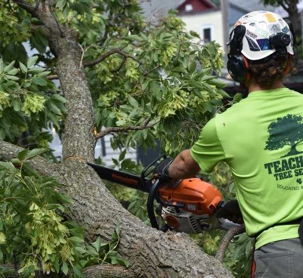 Teachers Tree Service arborist cutting branches with a chainsaw during tree removal