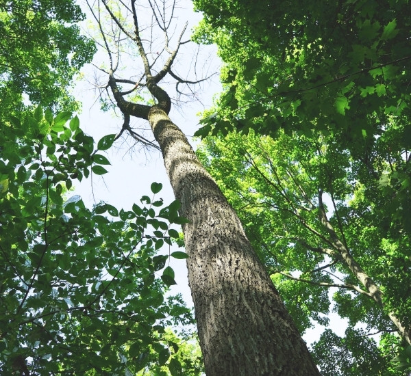 Looking up at a declining ash tree with dieback in the upper canopy