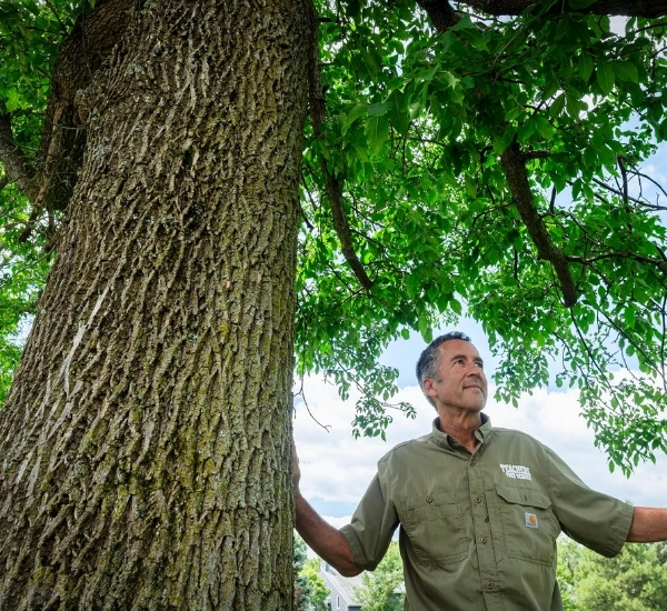 Teachers Tree Service arborist inspecting a mature ash tree