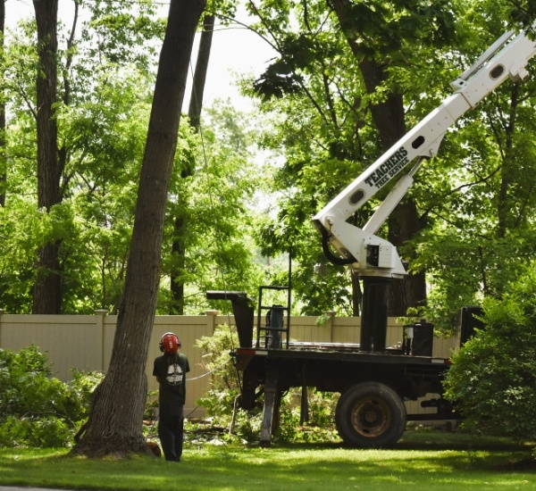 Teachers Tree Service ground crew working alongside a crane during tree removal