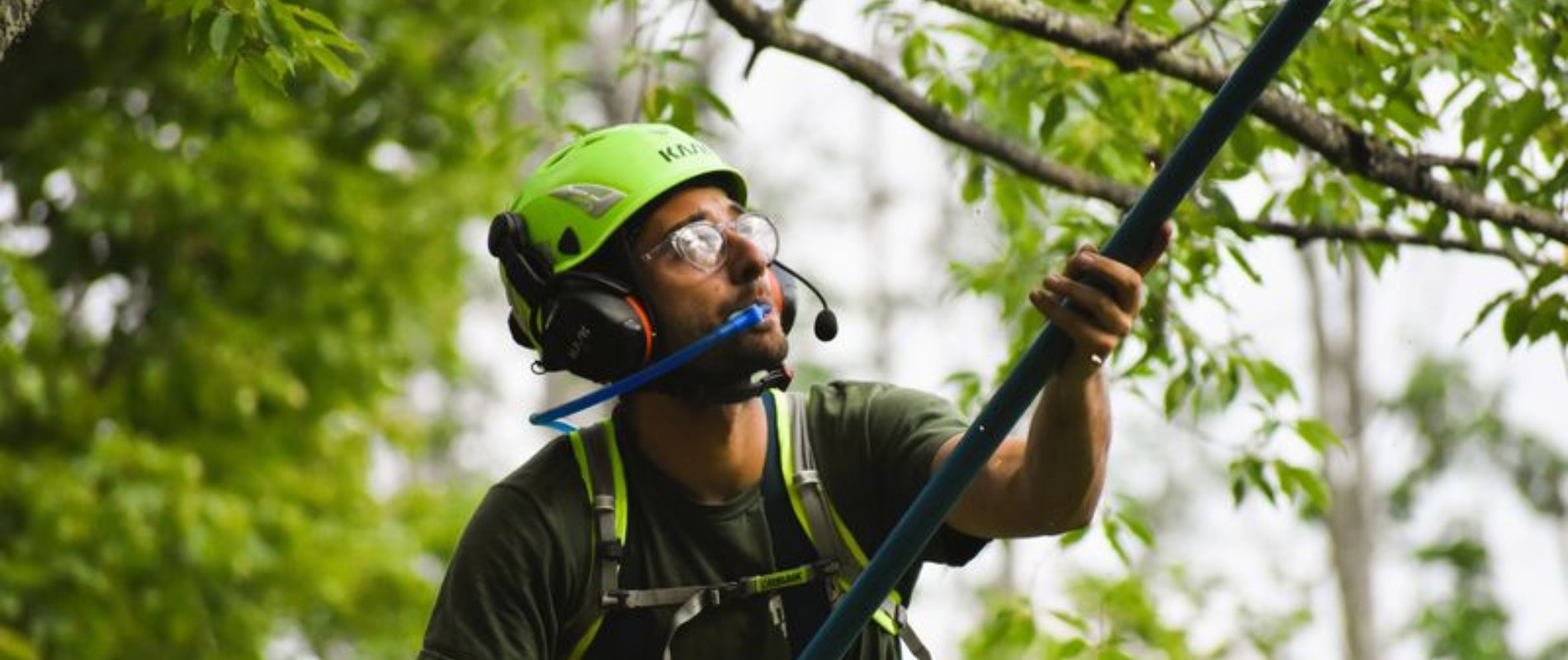 Teachers Tree Service arborist in safety gear using a pole saw to prune tree branches