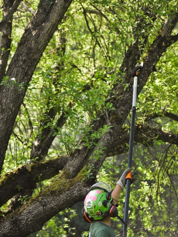 Arborist using a pole pruner to trim branches on a mature tree