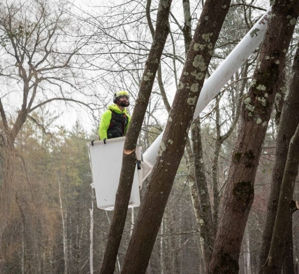 Teachers Tree Service arborist pruning tree branches from an elevated bucket lift