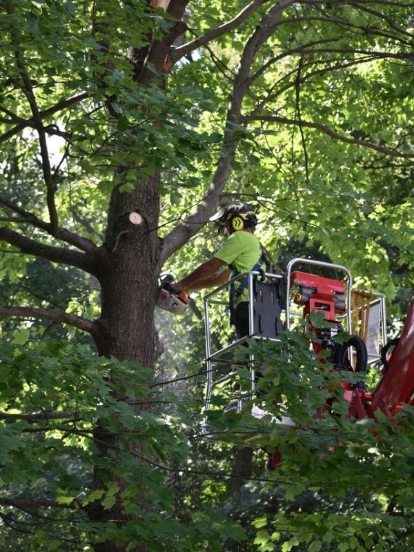 Teachers Tree Service arborist pruning branches from a lift in a dense tree canopy