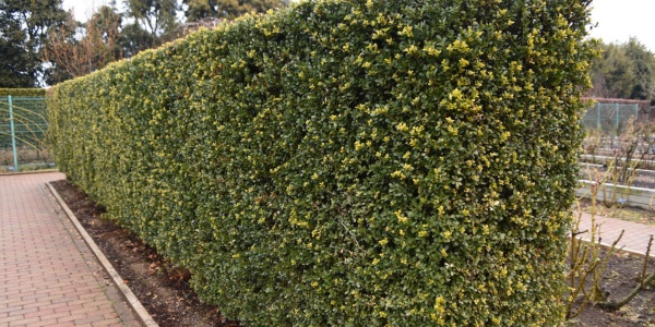 Neatly pruned and shaped hedge along a brick walkway