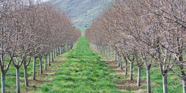 Rows of dormant fruit trees in a Vermont orchard ready for seasonal pruning
