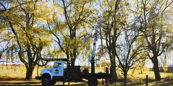Teachers-Website-pruning-trimming-section-view-enhancement-pruning
