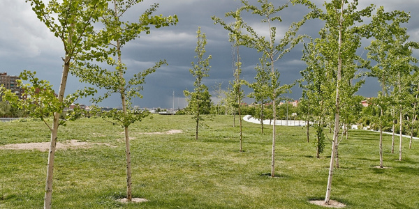 Young trees planted in a park setting ideal for structural pruning
