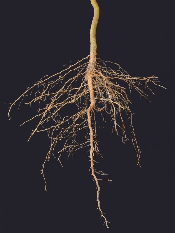 Detailed view of a tree's branching root zone structure against a dark background