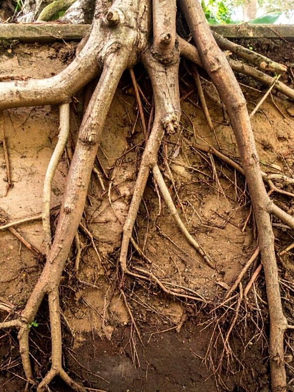Exposed tree root system showing root zone problems with eroded soil