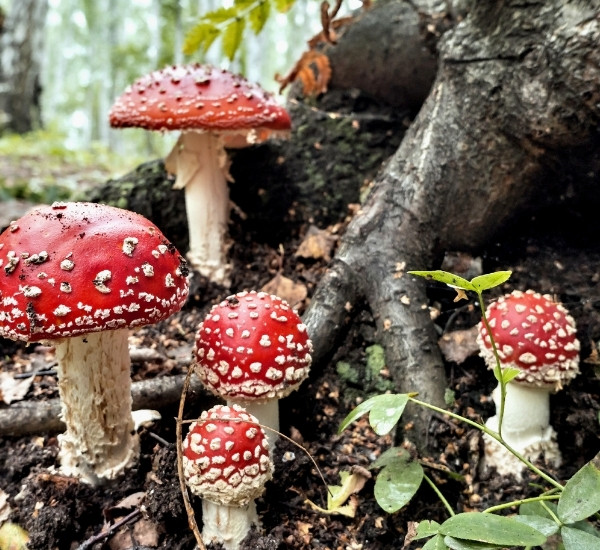 Cluster of red and white spotted mushrooms growing at the base of a tree