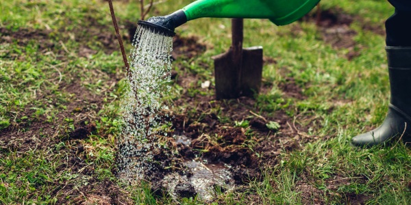 Watering can pouring water onto the base of a newly planted tree