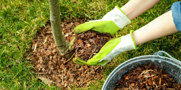 Gloved hands spreading bark mulch around the base of a young tree