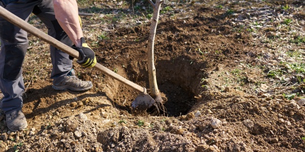 Worker using a shovel to dig a planting hole at the proper depth for a young tree