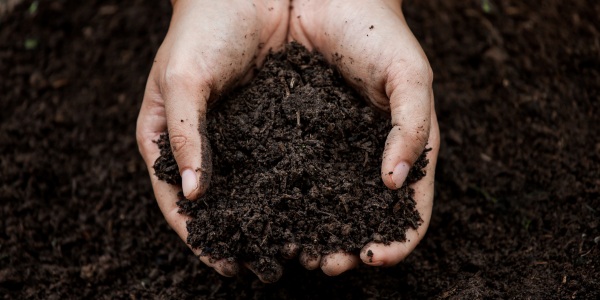 Hands holding rich, dark soil prepared for tree planting