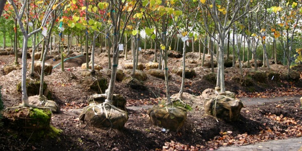 Rows of young trees with burlap-wrapped root balls ready for planting at a nursery