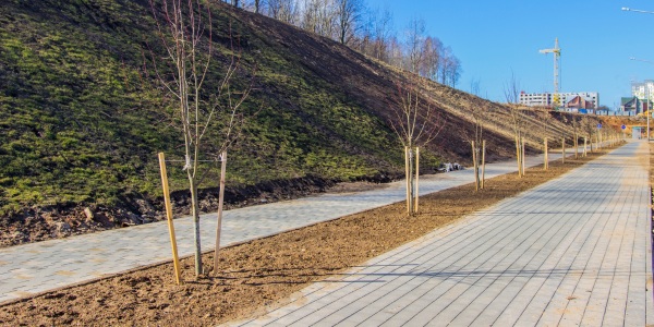 Newly planted young trees with wooden stakes for support along a walkway