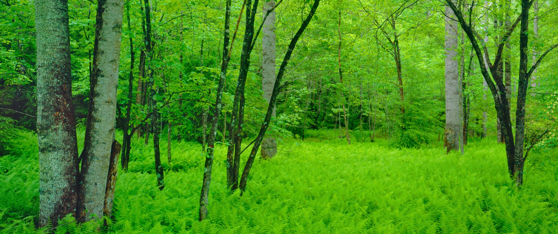 Teachers-Website-tree-preservation-header-forest-vermont