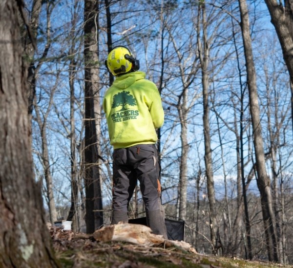 Teachers Tree Service arborist in safety gear conducting a tree assessment in a wooded area