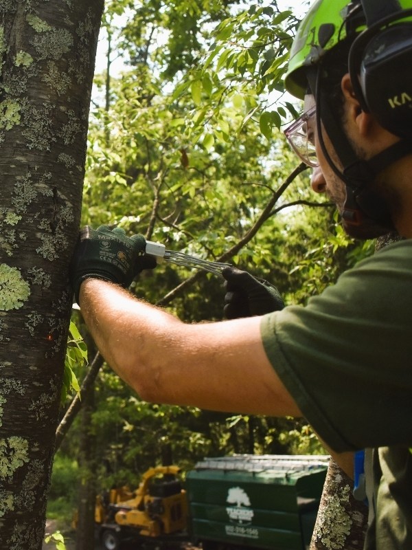 Teachers Tree Service arborist installing a cable support system on a tree trunk