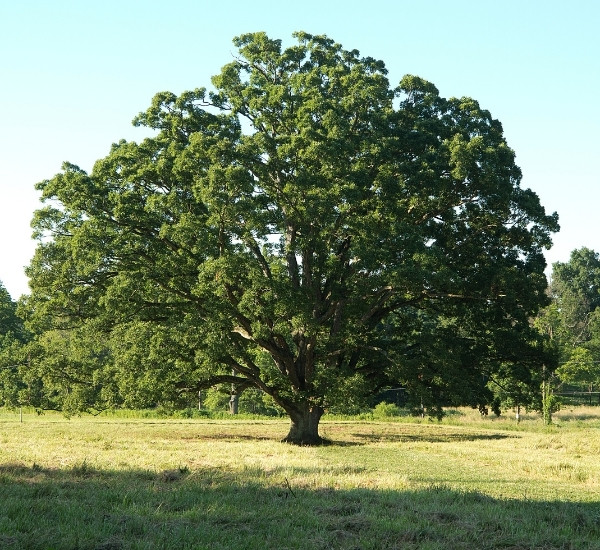 Mature white oak tree with a full canopy standing in an open field