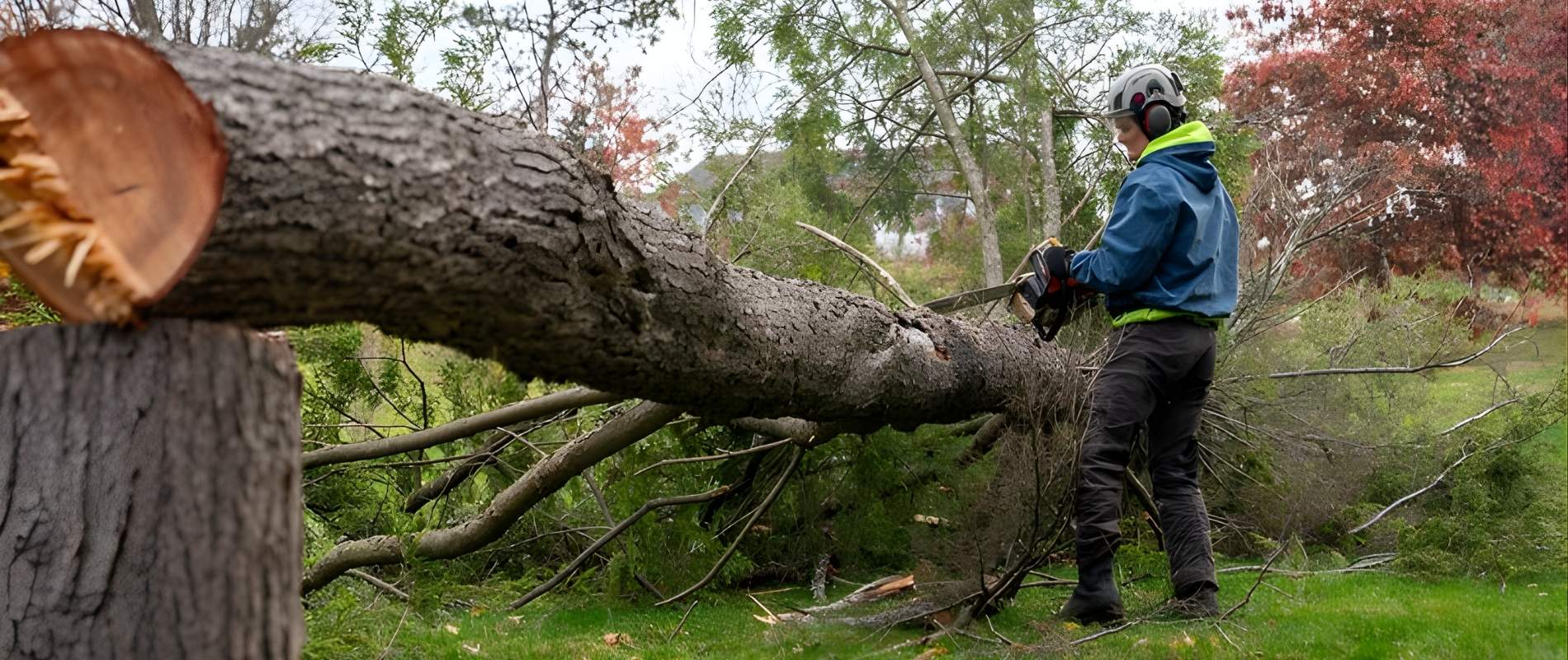 Teachers Tree Service arborist cutting a large felled tree with a chainsaw