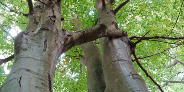 Multiple tree trunks crowding together with overlapping canopies viewed from below