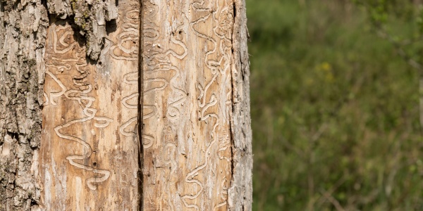 Teachers-Website-tree-removal-section-disease-pest-infestation
