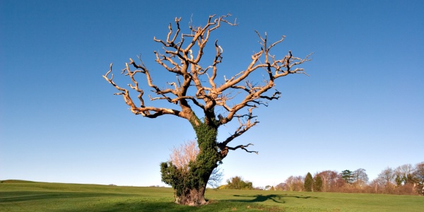 Dead tree with bare, leafless branches standing alone in an open field