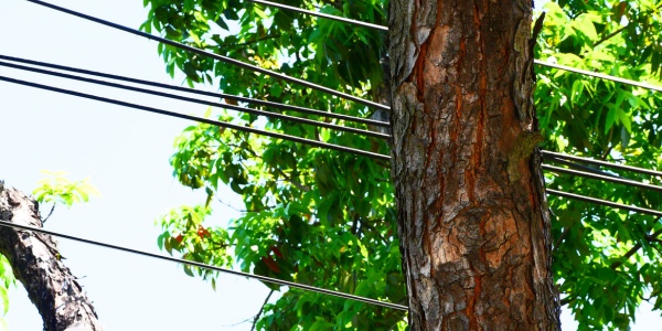 Tree growing in close proximity to overhead utility lines posing a property safety concern