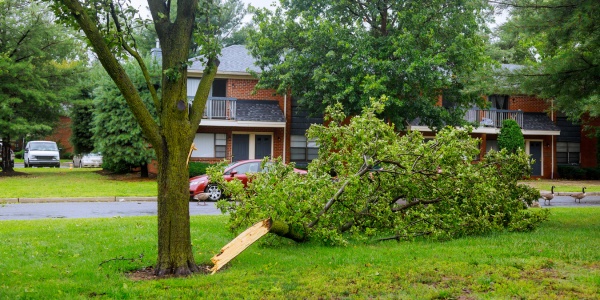 Large tree limb broken and fallen onto a residential lawn after storm damage