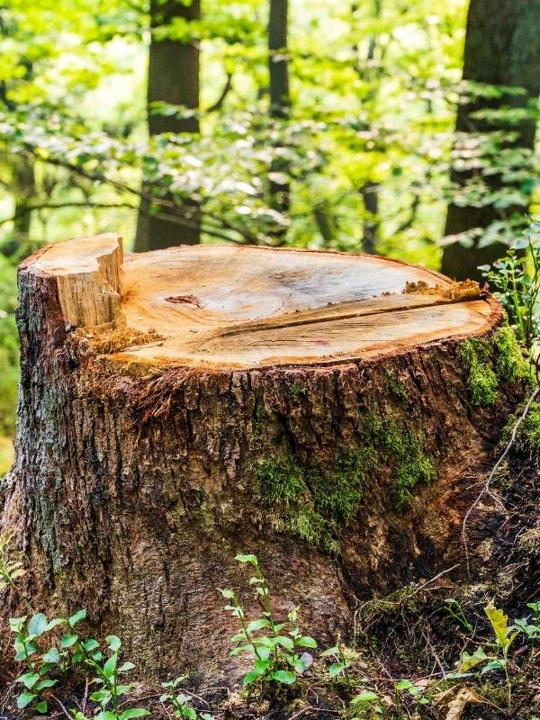 Freshly cut tree stump covered in moss in a forest setting