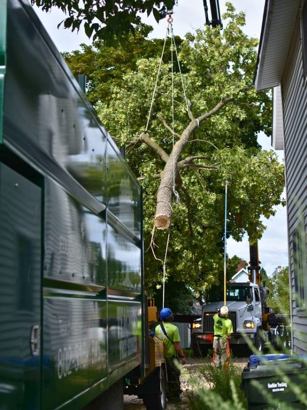 Teachers Tree Service crew using a crane to lift a large tree section between residential homes