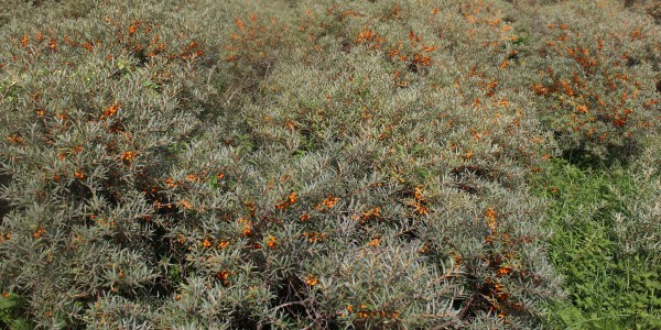 Dense common buckthorn shrubs with orange berries spreading across a field