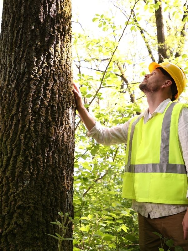 Forest manager in safety gear inspecting a large tree trunk