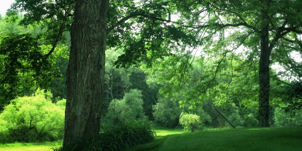 Mature trees and lush green foliage on a wooded property