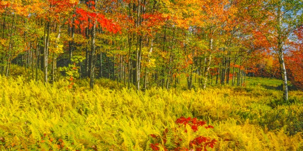 Hardwood forest with vibrant fall foliage and dense fern undergrowth