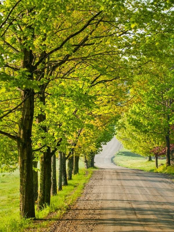 Tree-lined country road with lush green maple canopy in Vermont