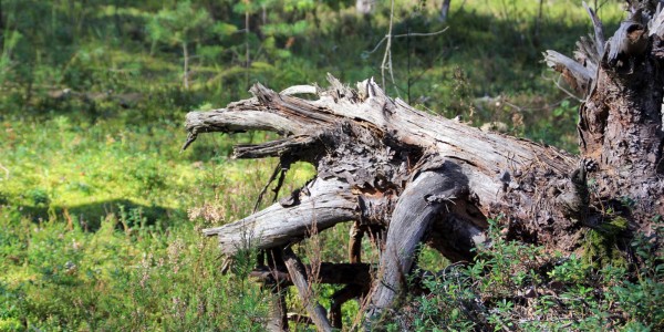 Decaying tree snag providing wildlife habitat in a wooded area