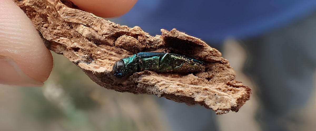 Close-up of a metallic-green adult emerald ash borer beetle resting on a piece of ash bark held between human fingers. Photo courtesy of: USFWS Pacific, Public domain, via Wikimedia Commons