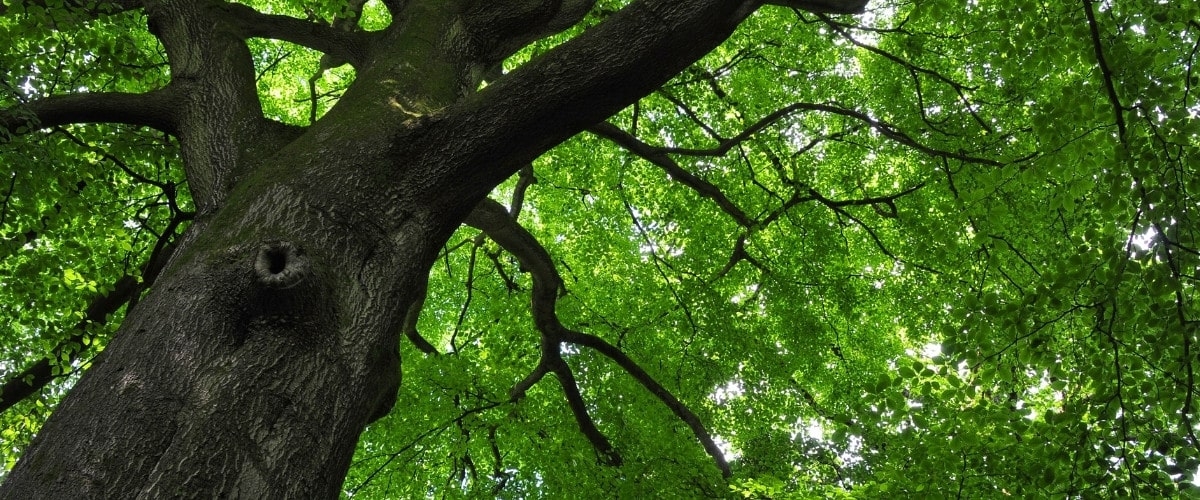 Mature American beech tree with sweeping low branches and a full green canopy in a wooded Vermont landscape, the species most threatened by beech leaf disease during summer