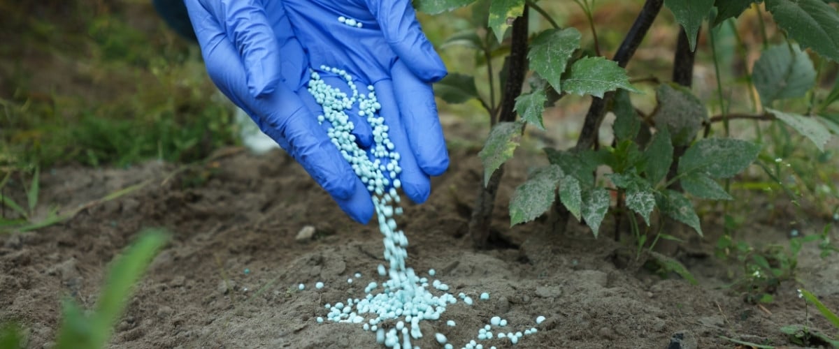 Close-up of blue-gloved hands applying pale blue-white granular fertilizer to soil around the base of a young tree with green leaves visible in the background.