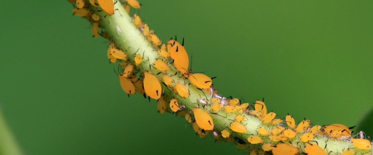 Dozens of bright orange aphids clustered along a green plant stem, feeding on the sap