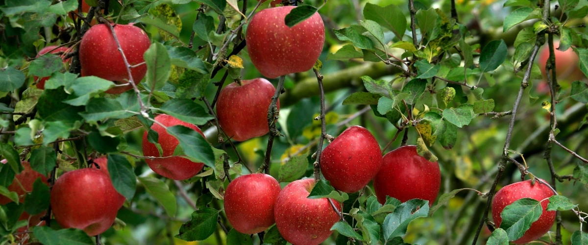 Cluster of ripe red apples with water droplets hanging from branches surrounded by green leaves on a healthy, well-maintained apple tree.