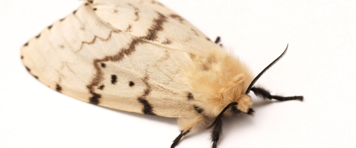 Close-up of an adult female spongy moth showing cream-colored wings with dark wavy bands and a fuzzy tan body.